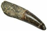 Fossil Spinosaurus Tooth - Real Dinosaur Tooth #345458-1